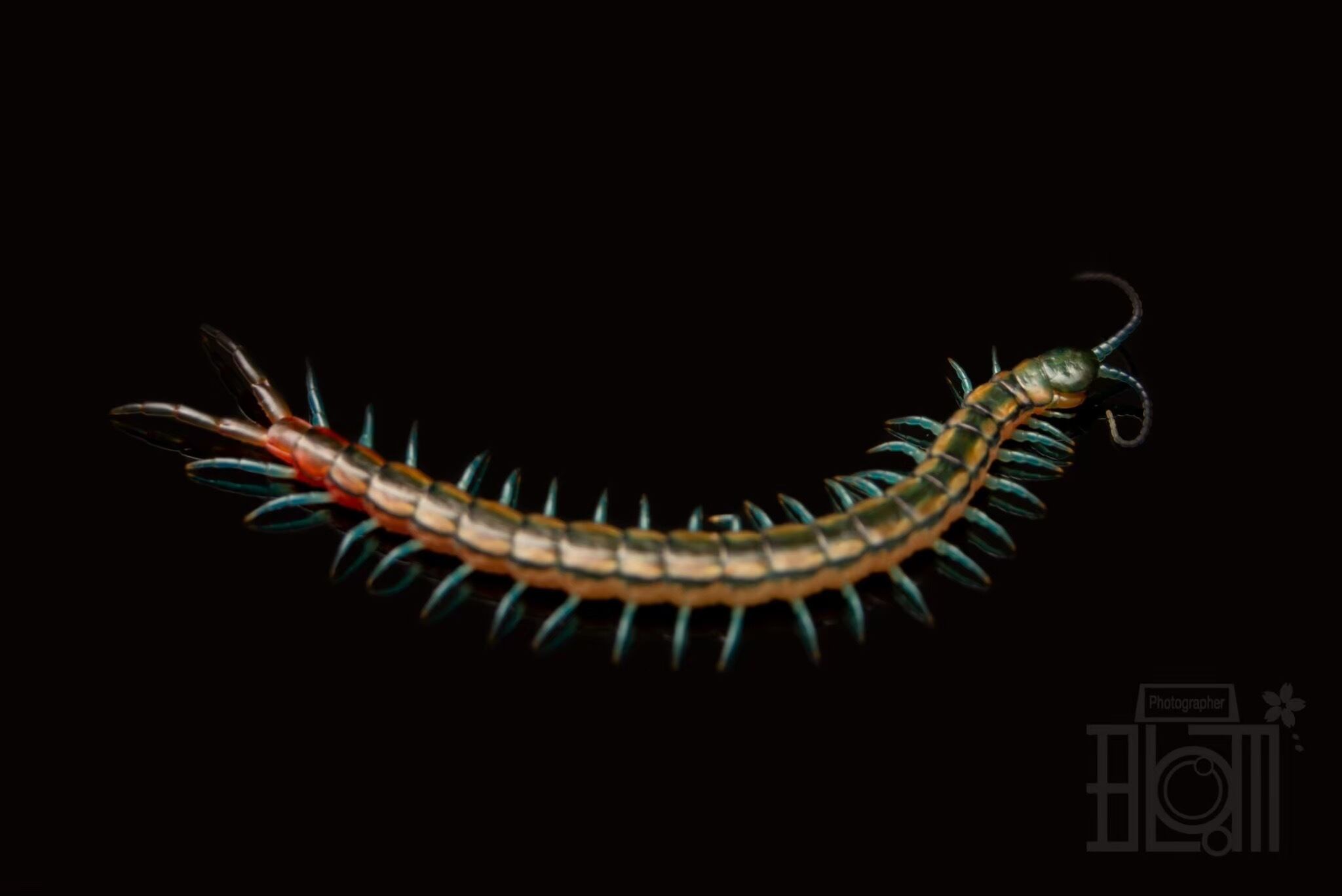 ムカデ | Bug Bug bugs 【奇蟲専門店】