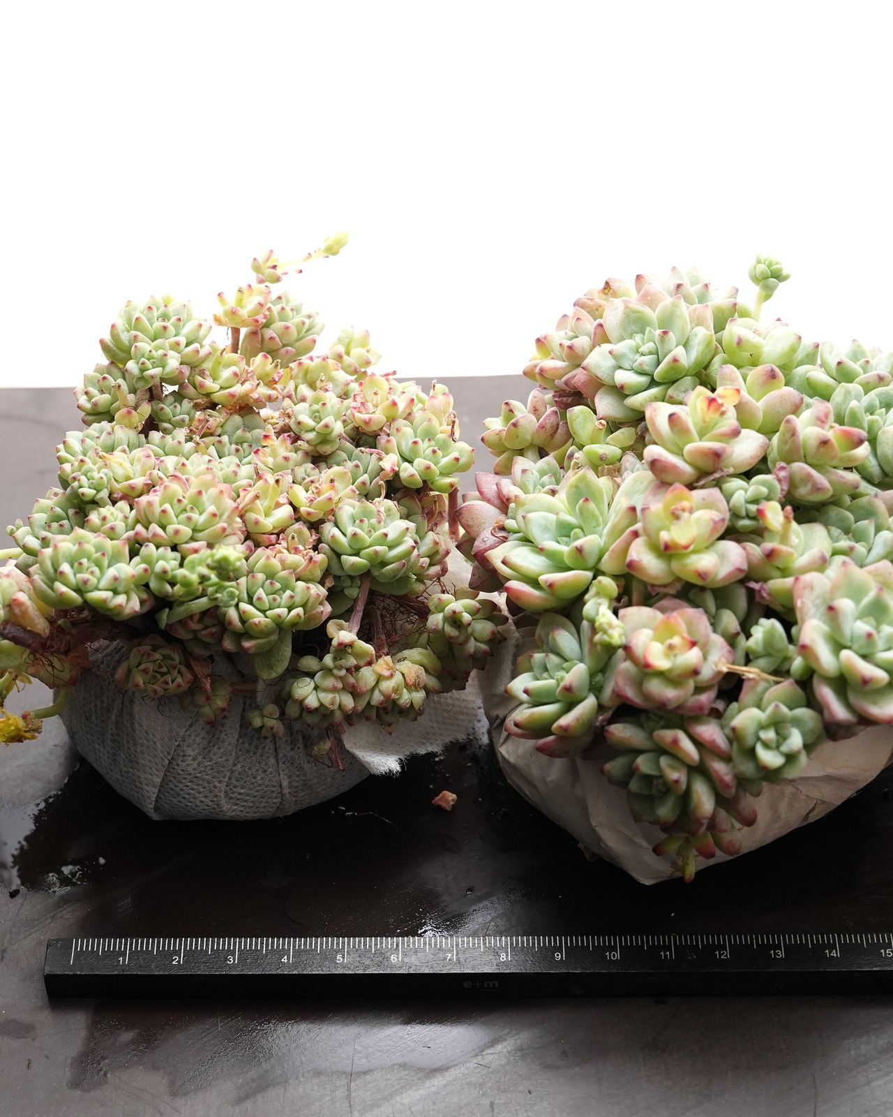 抜き苗 キャラメルスプライト 大ボリューム Sedum perezdelarosae