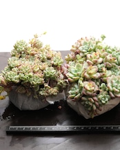 抜き苗 キャラメルスプライト 大ボリューム Sedum perezdelarosae