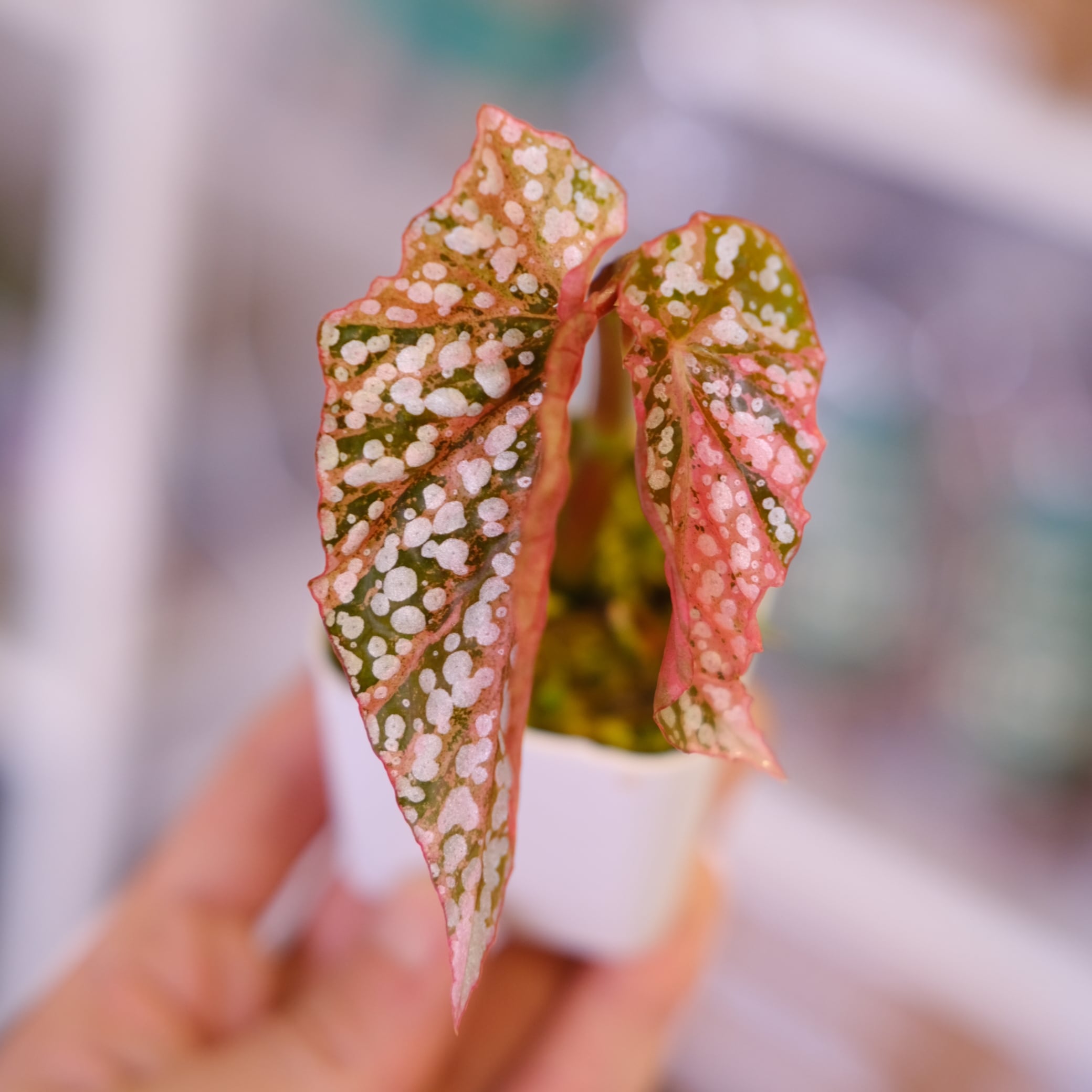 Begonia Snow Capped Variegata⑤｜ベゴニア スノーキャップド 斑入り