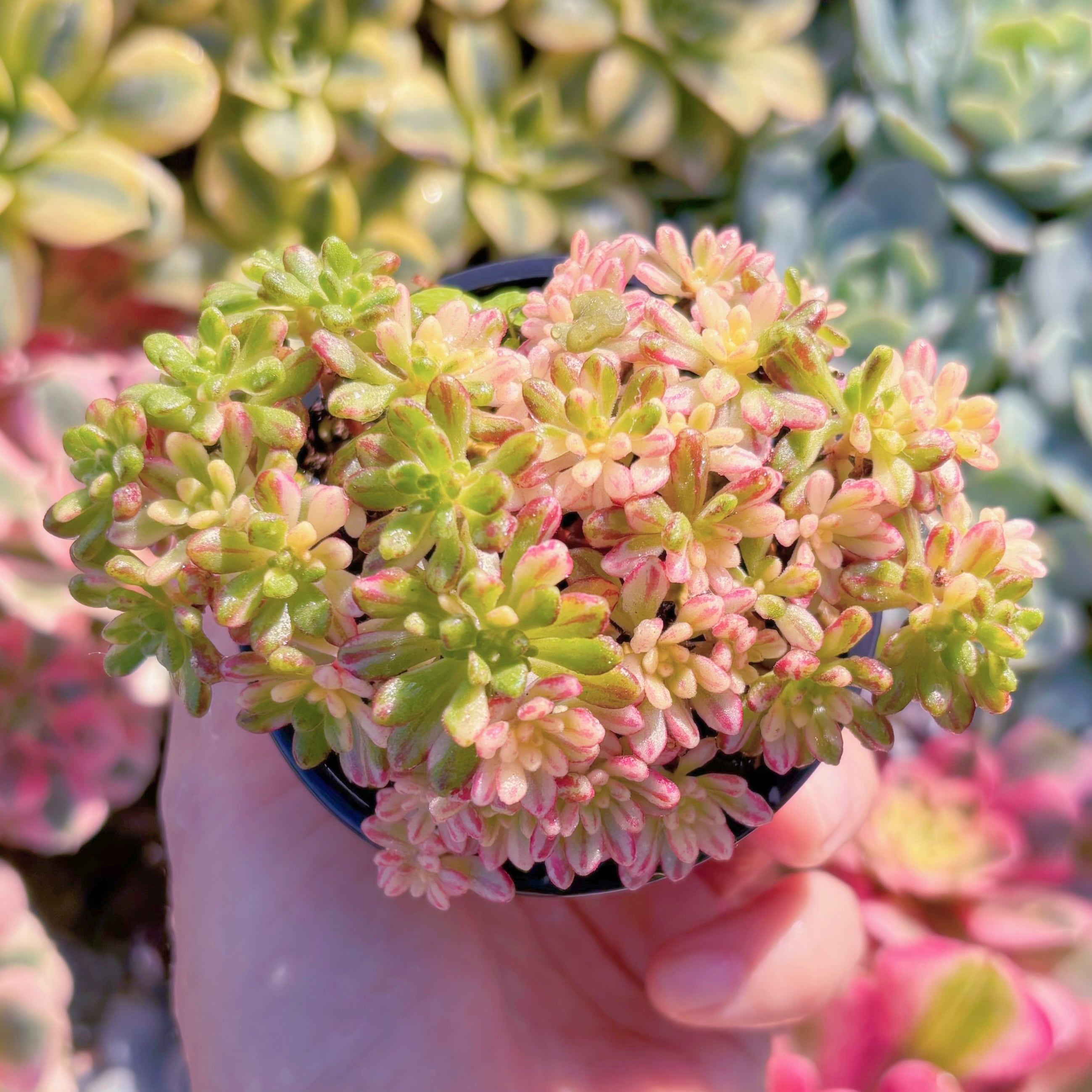 現品　小人の祭り錦#237　群生　直径約9cm　るる農園