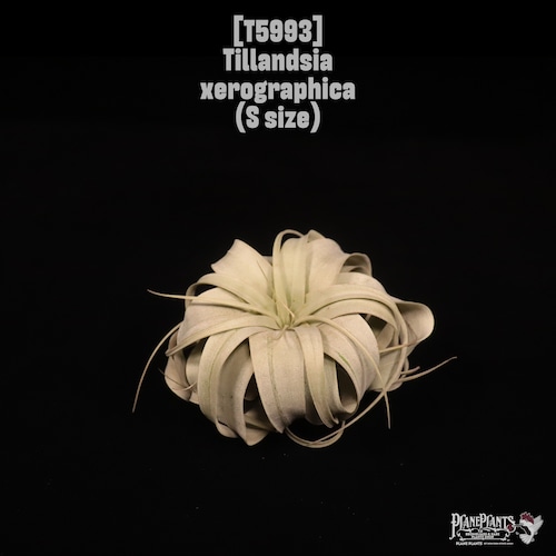 Tillandsia xerographica S〔ティランジア〕T5993