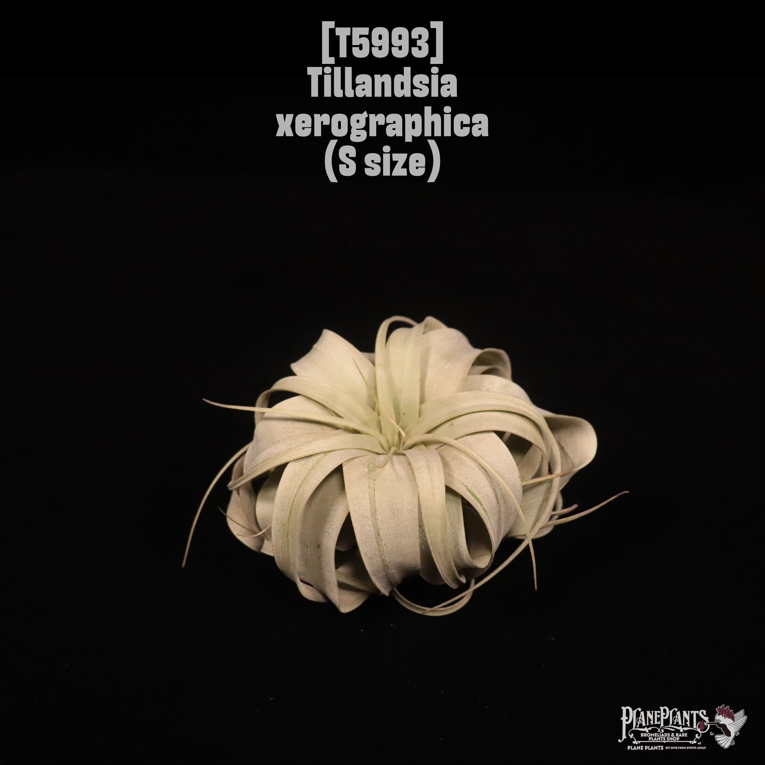 Tillandsia xerographica S〔ティランジア〕T5993