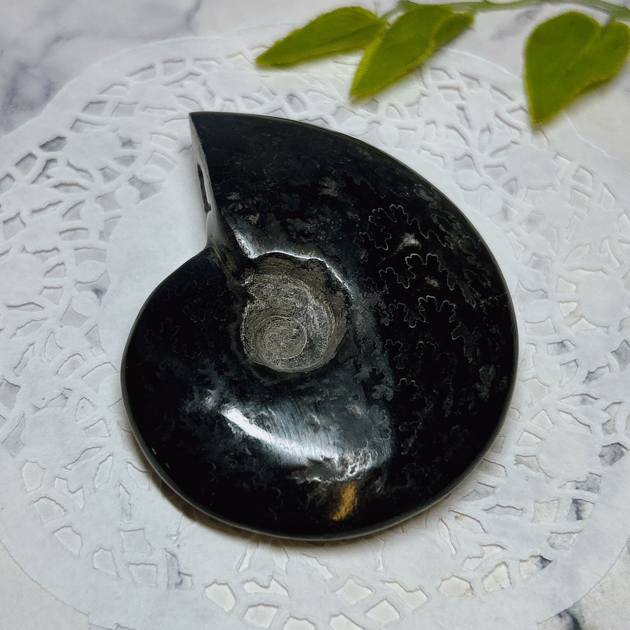 化石]アンモナイト（菊石） | クリスタル・ワールド御徒町店