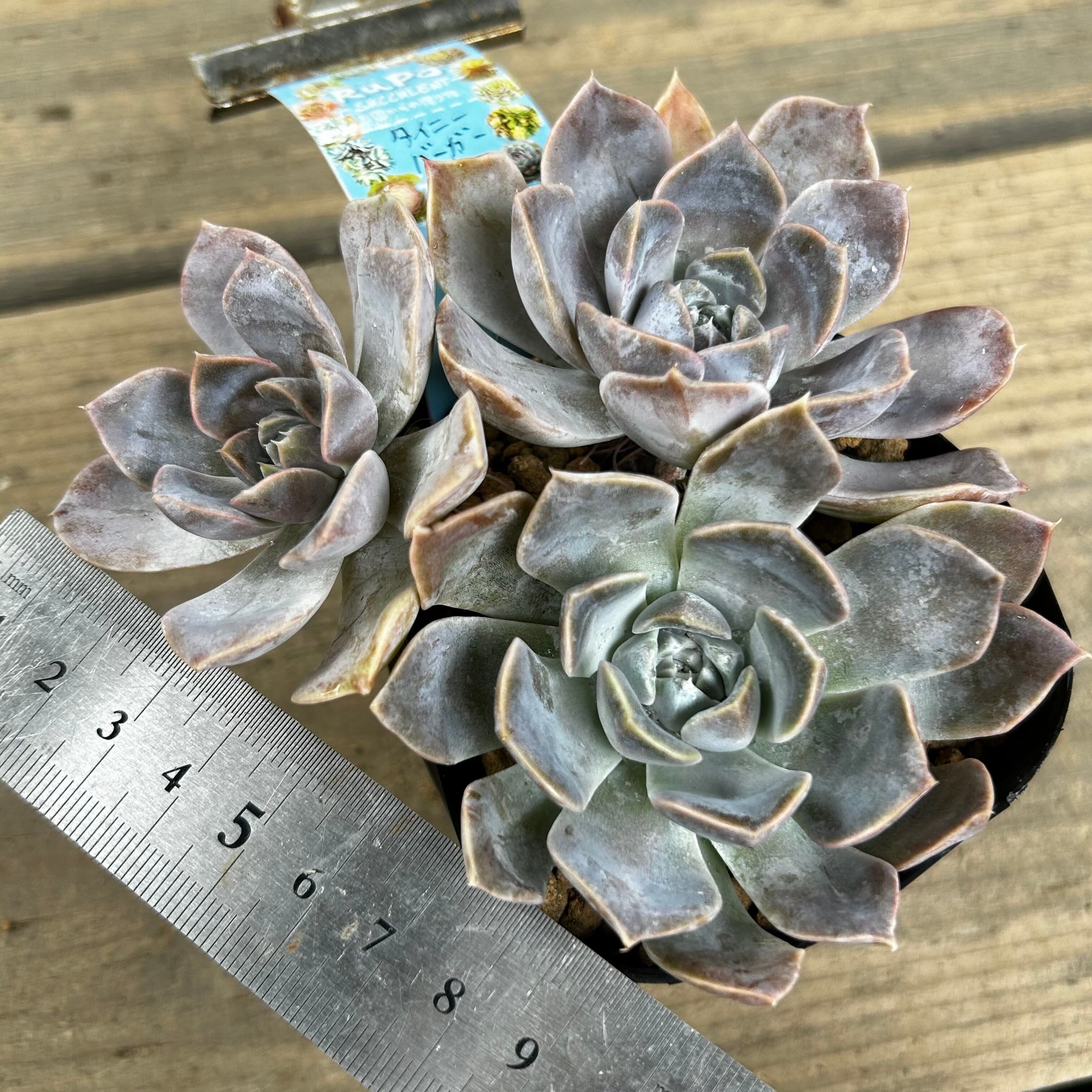 タイニーバーガー | RuPo 多肉植物専門店