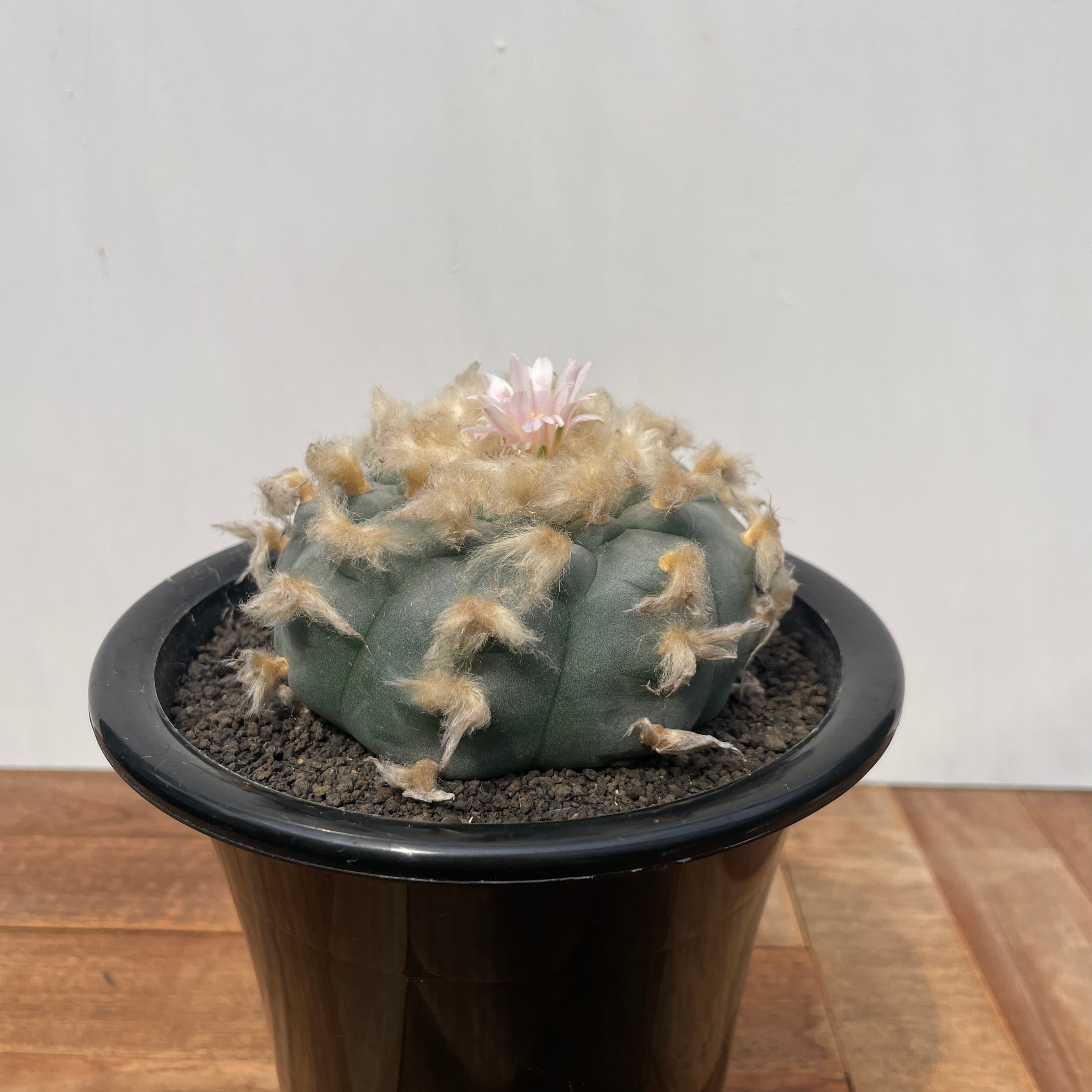 23d1609b89d94528b41774dd848ee2