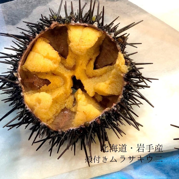 愛媛 天然 ウニ 素潜り海士 宇和海の幸問屋 紫ウニ 赤ウニ 浜から直送 60g2枚 送料無料