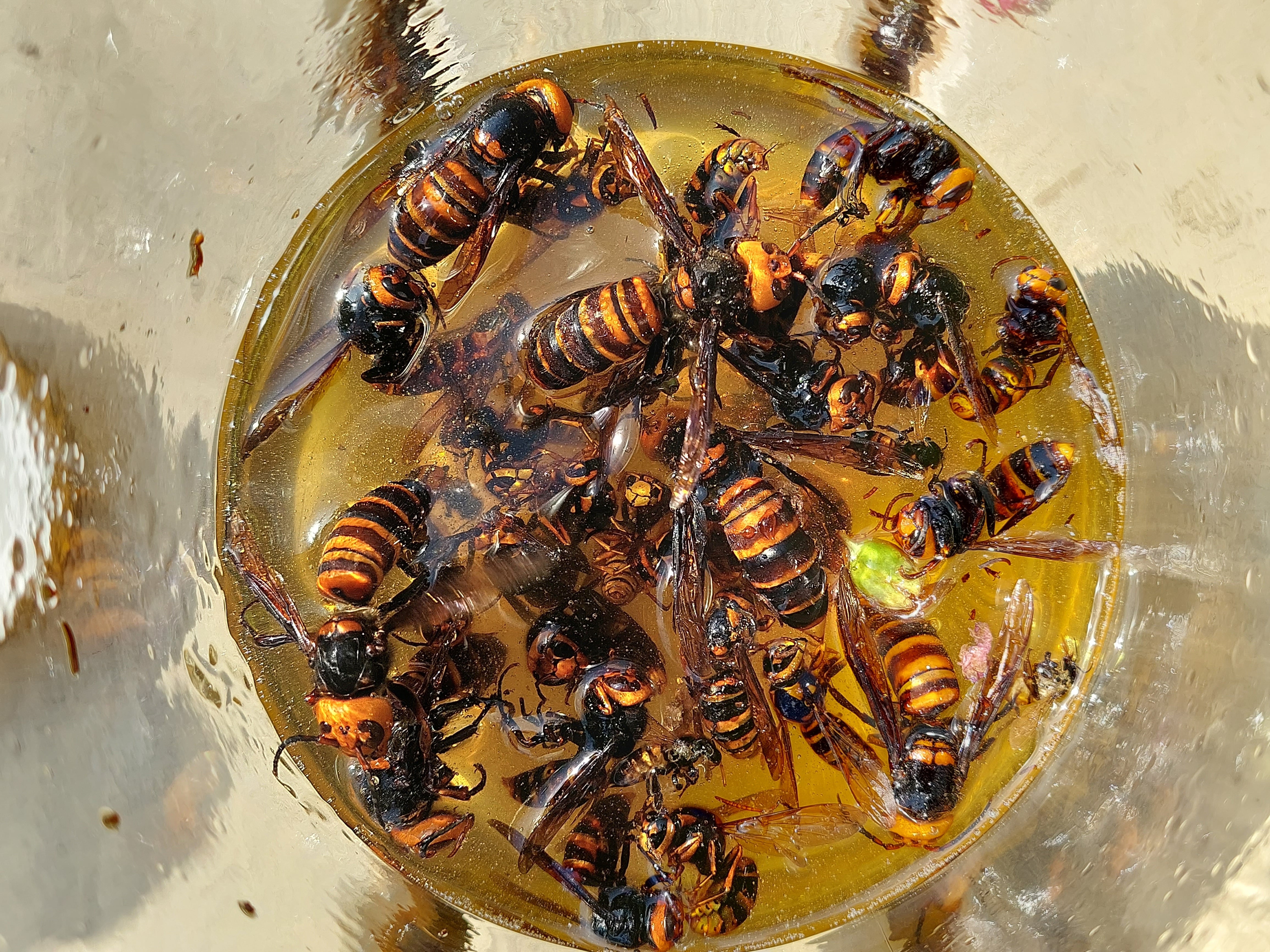 深大寺養蜂園】スズメ蜂漬はちみつ 夏バテ防止に！ 過労に！ 集中力