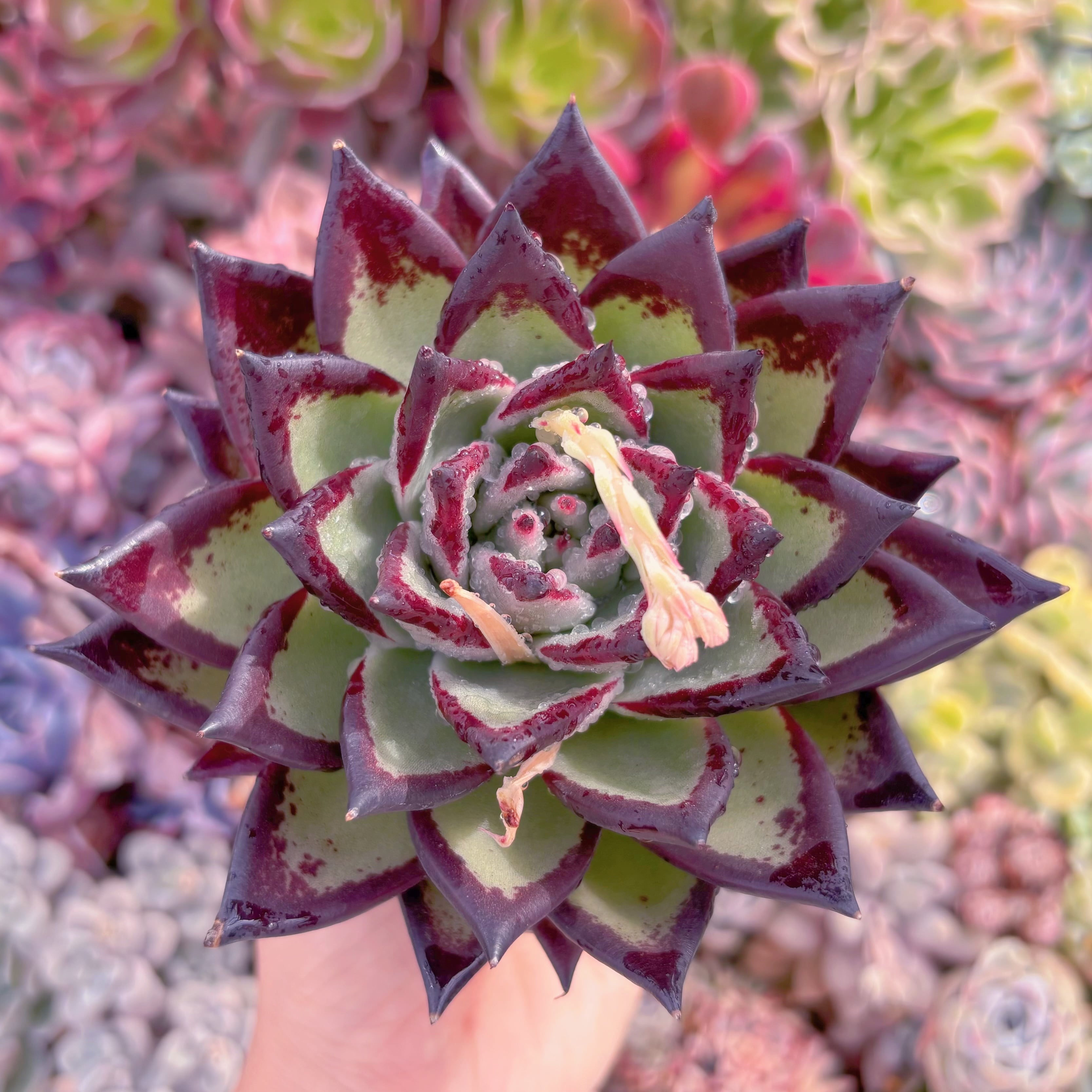 現品　黒魔王#2184　特大苗　るる農園