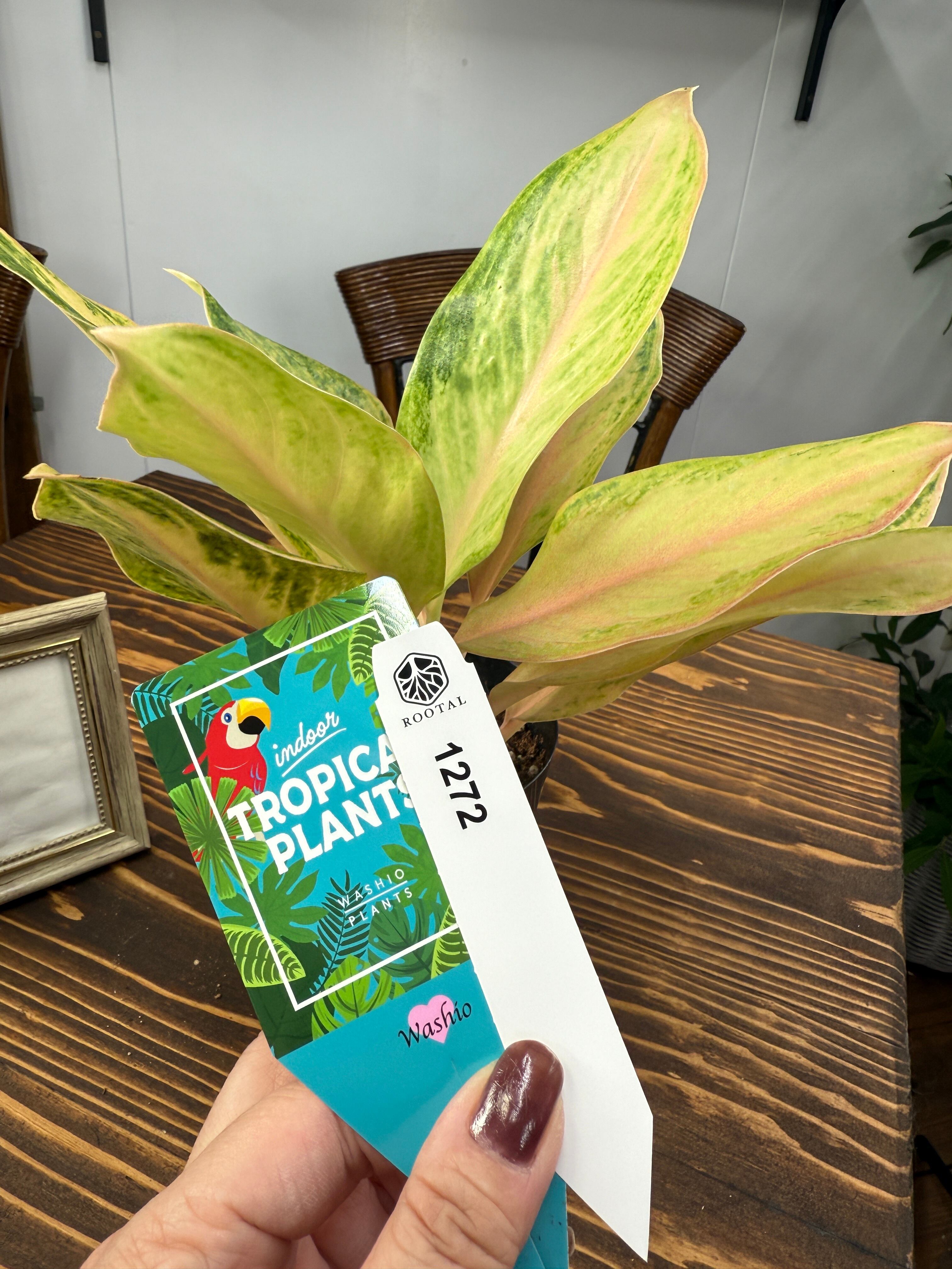 アグラオネマ タ ドレッド ポットごと アグラオネマ | ROOTALPLANTS