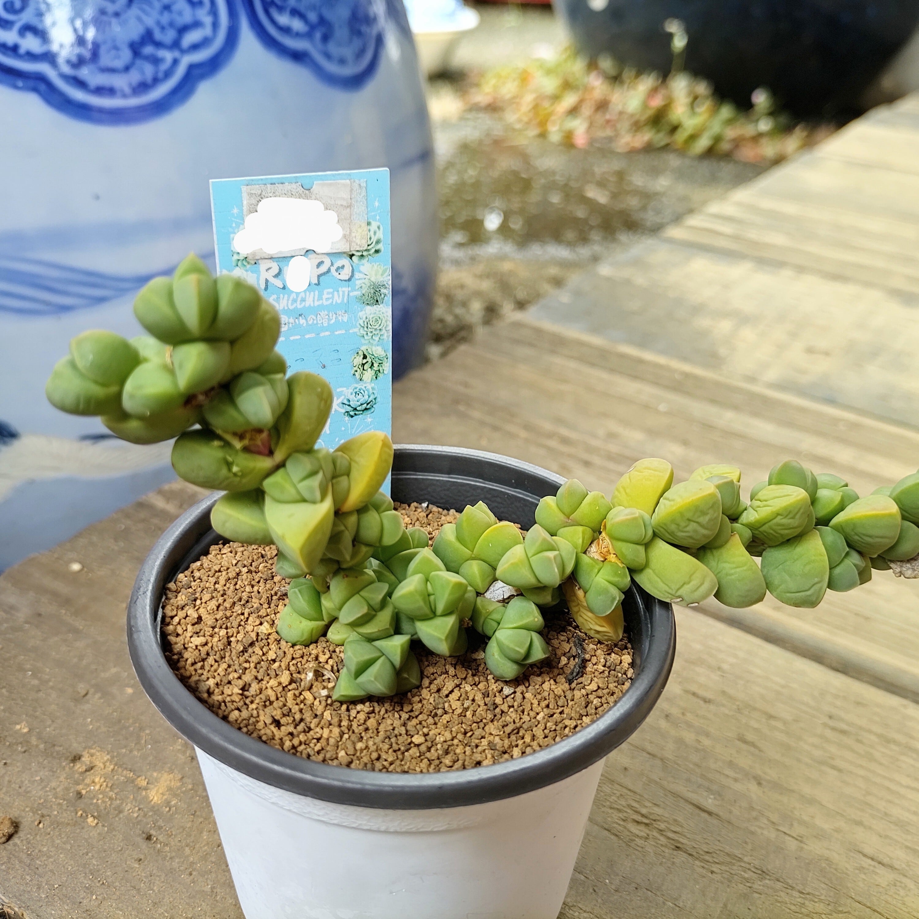 レーマニー錦 | RuPo 多肉植物専門店