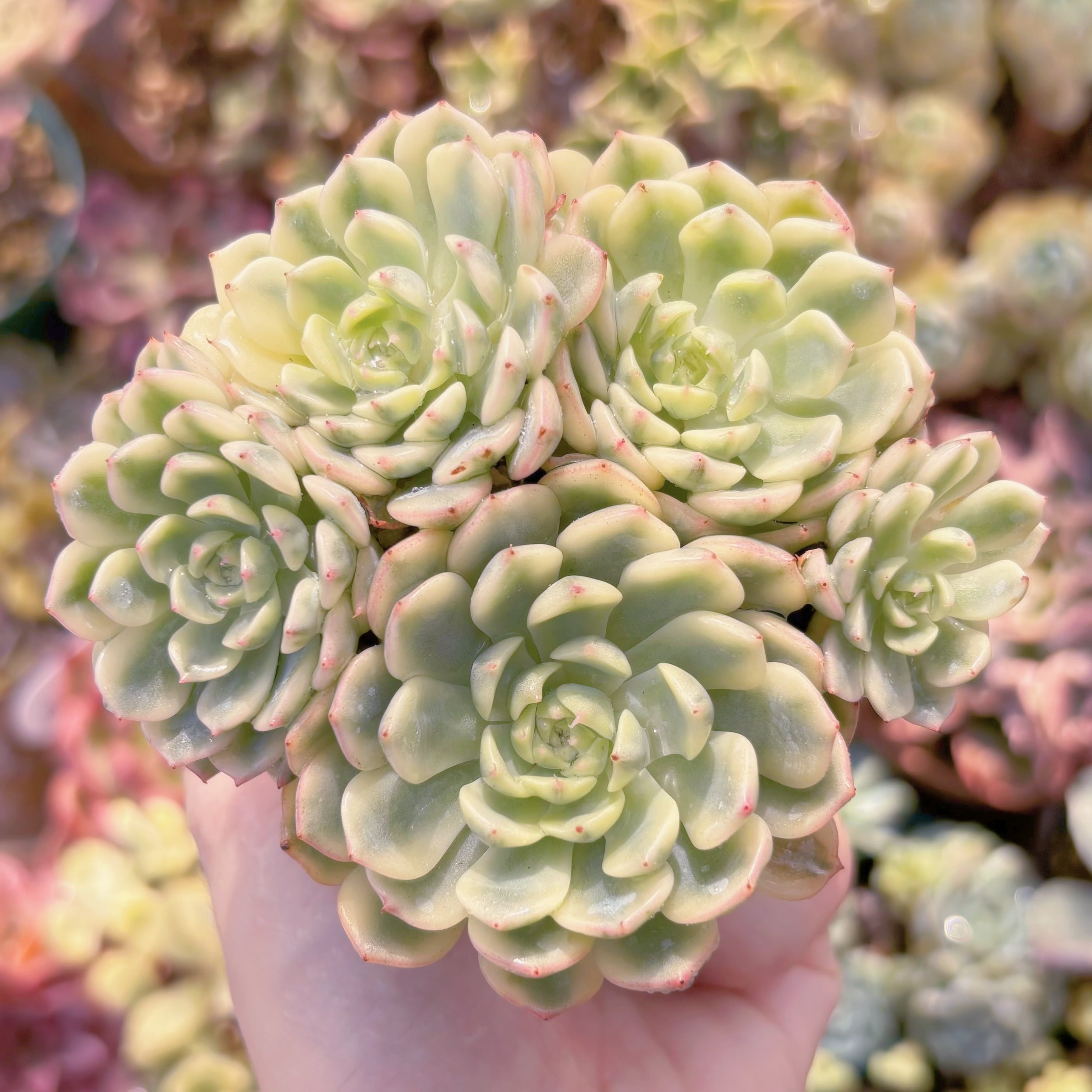 多肉植物　ホワイトミニマ錦　群生　新入荷　るる農園