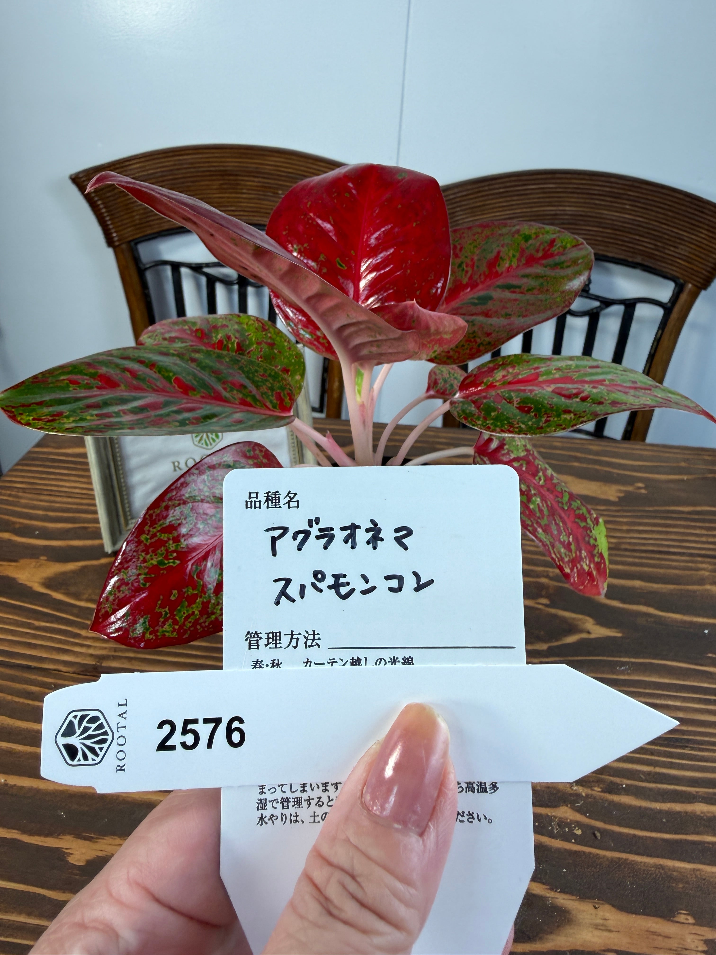 ★2576【圧巻の紅葉】アグラオネマ スパモンコン(3.5号硬質ロングポット)