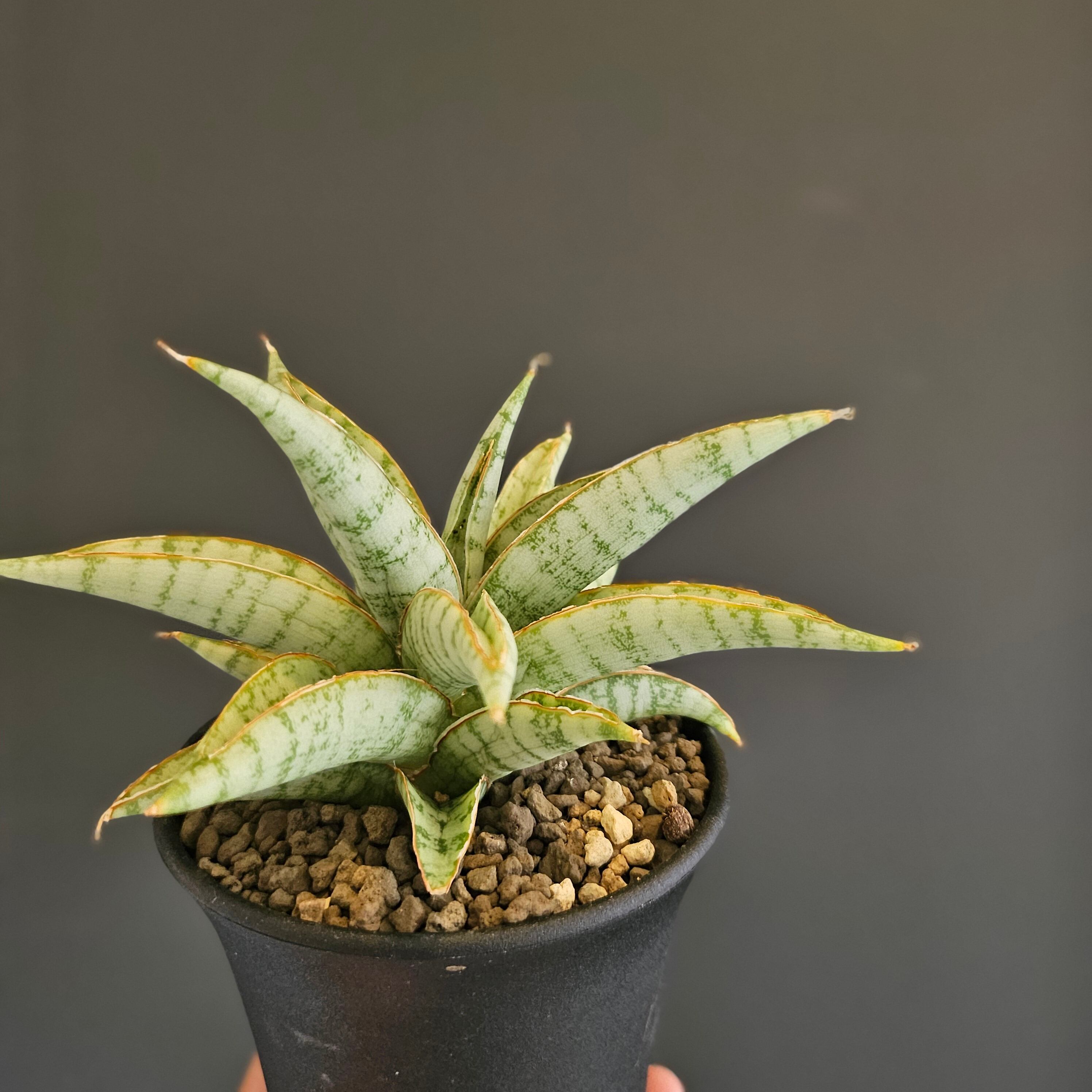 Sansevieria Chanin（サンスベリア チャニン） | Plants Baka