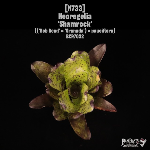 【送料無料】Neoregelia 'Shamrock'〔ネオレゲリア〕現品発送N0235-1