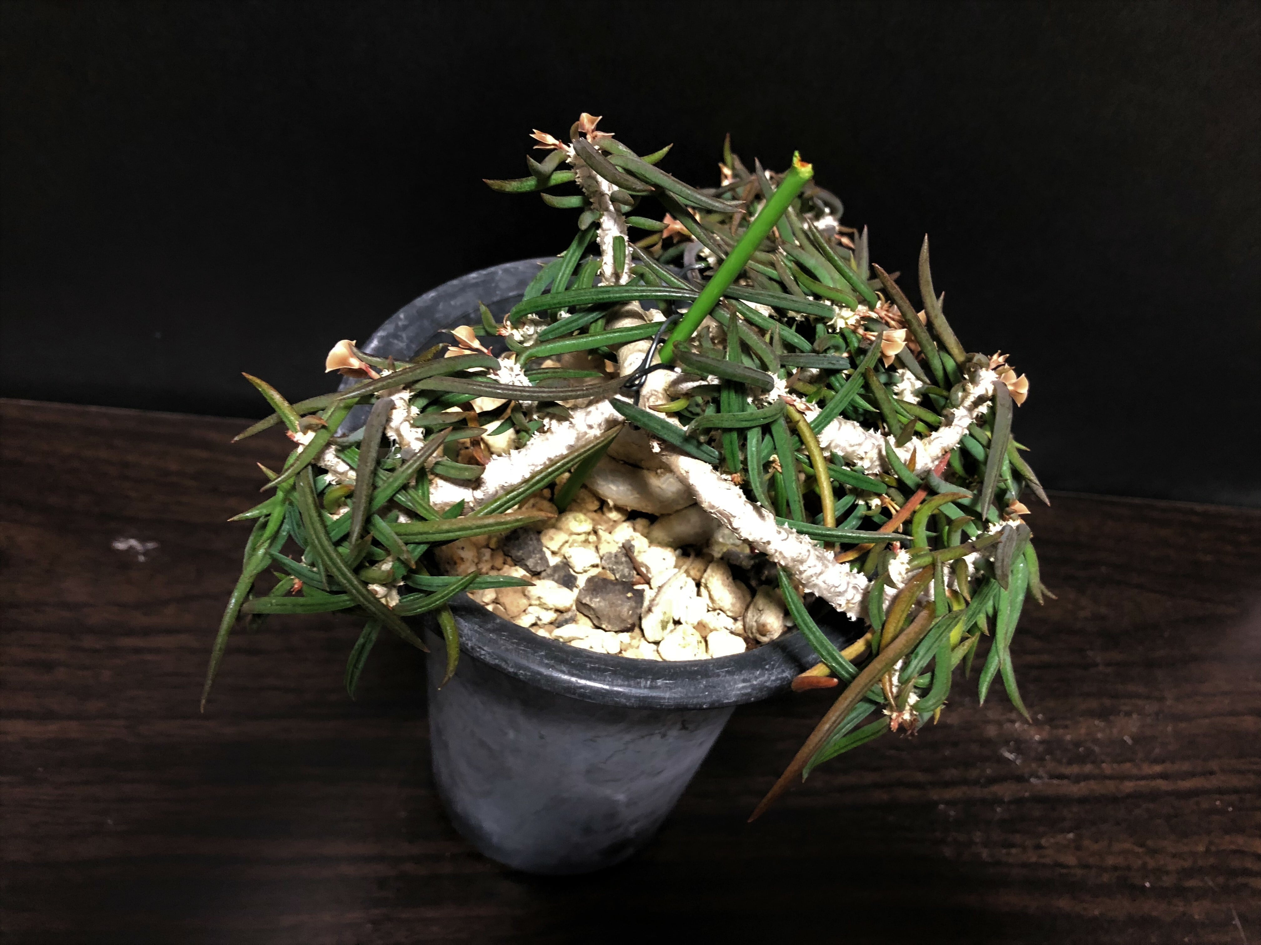 Euphorbia cylindrifolia ユーフォルビア・シリンドリフォリア