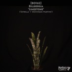 【送料無料】Billbergia 'Limestone'〔ビルベルギア〕現品発送B0162