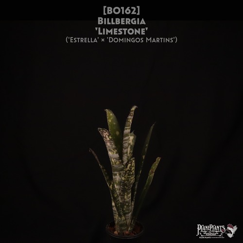 【送料無料】Billbergia 'Limestone'〔ビルベルギア〕現品発送B0162