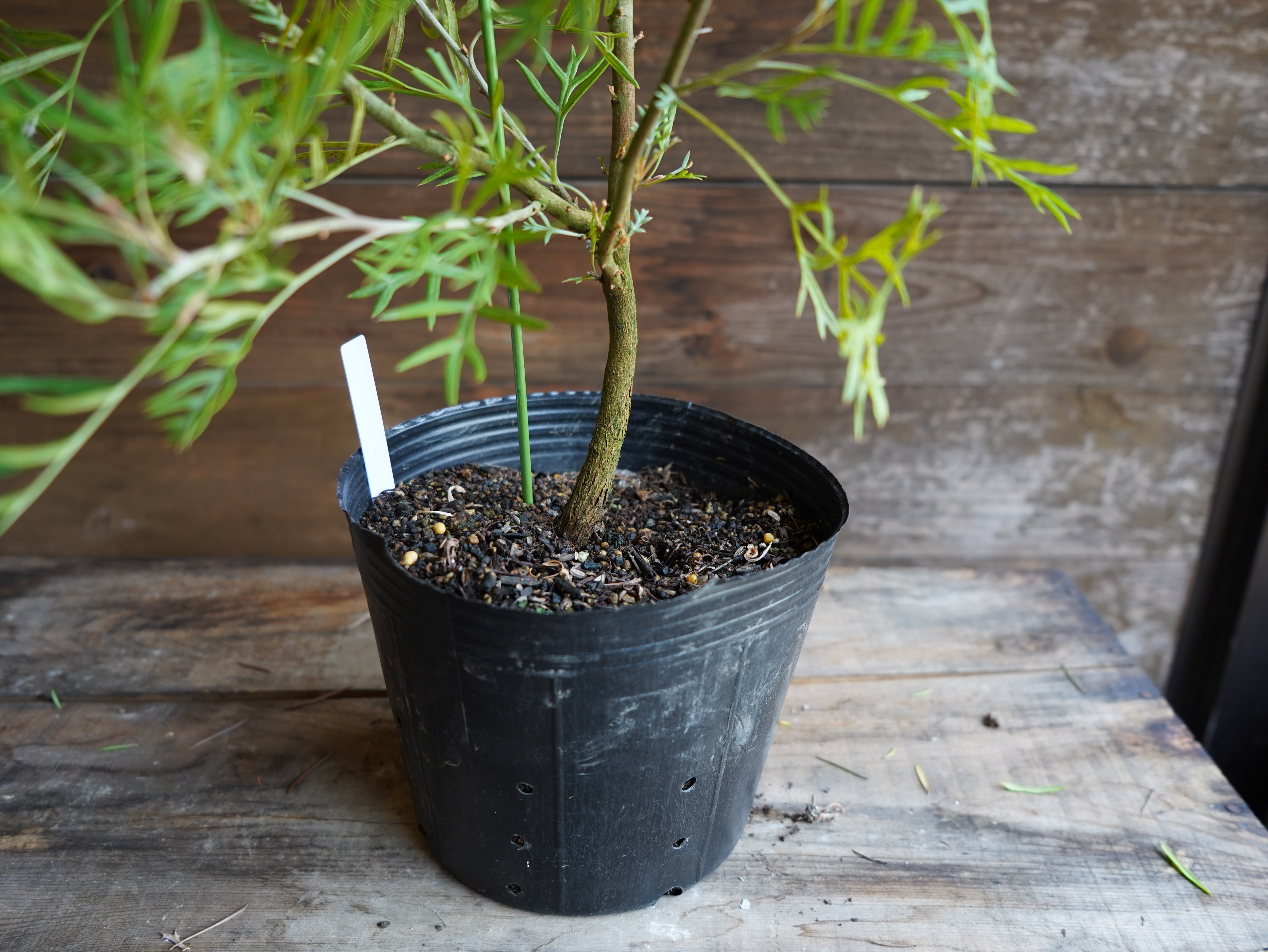 【現物】グレビレア ”ピーチアンドクリーム” B