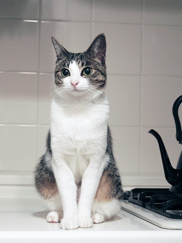 猫 ポストカード The Cat who.... キッチン ジェリー IMG_2801 10x14.8センチ(cm)官製はがきサイズ 猫写真 はがき ねこ葉書 ネコハガキ Postcard ジェリー