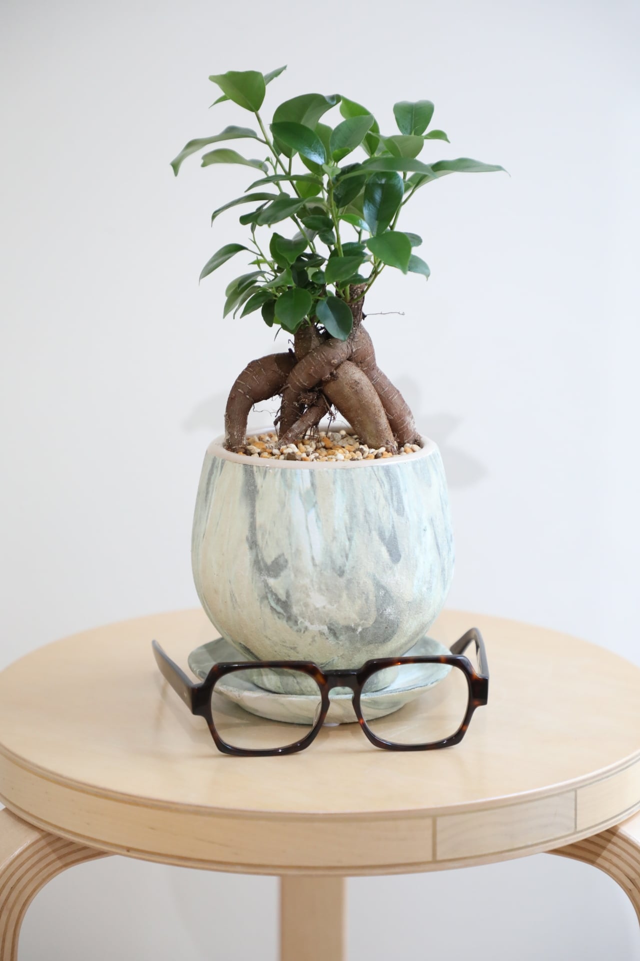S】ガジュマル/Ficus microcarpa | 【厳選植物・器】MIDORI DOUMEI 翠