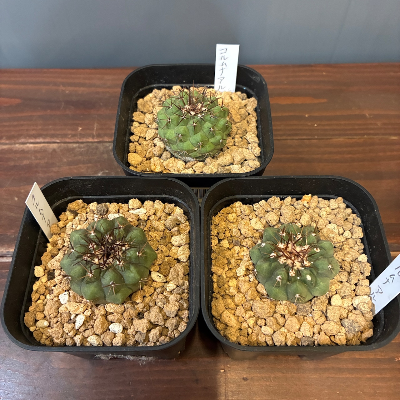 【抽選販売】【限定価格】【Copiapoa】サボテン コピアポア コルムナアルバ 孤竜丸(限定3)