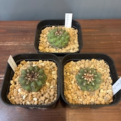 【抽選販売】【限定価格】【Copiapoa】サボテン コピアポア コルムナアルバ 孤竜丸(限定3)