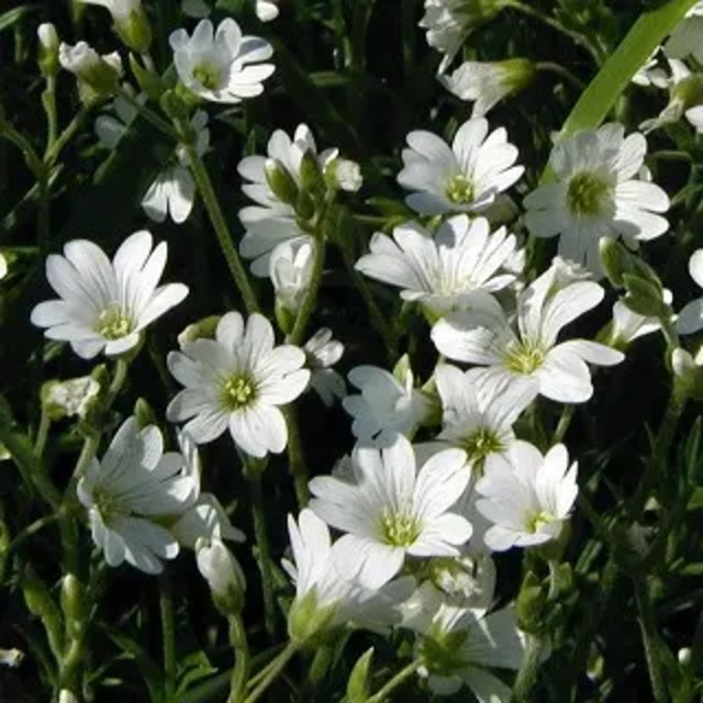 セラスチウム トメントサ（スノーインサマー）