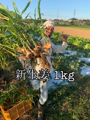 【オンライン限定♪】魂の新しょうが1kg（無肥料・無農薬・無除草剤）＜愛知県豊田市産＞