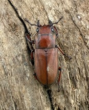 【WD】《スズムラホソアカ ロハス産 38.5mm ペア》