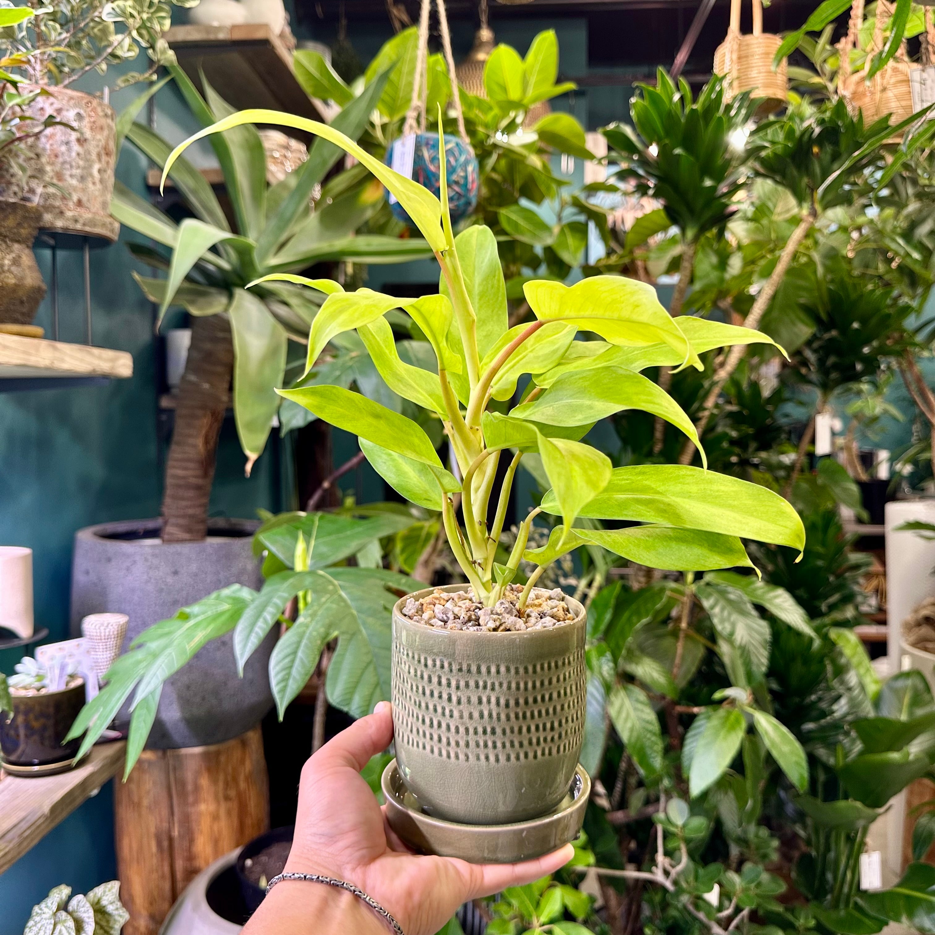 フィロデンドロン・マーレービューティー | barrelplants_BONSAI