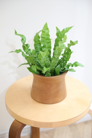 【S】アスプレニウム エメラルドウェーブ/Asplenium