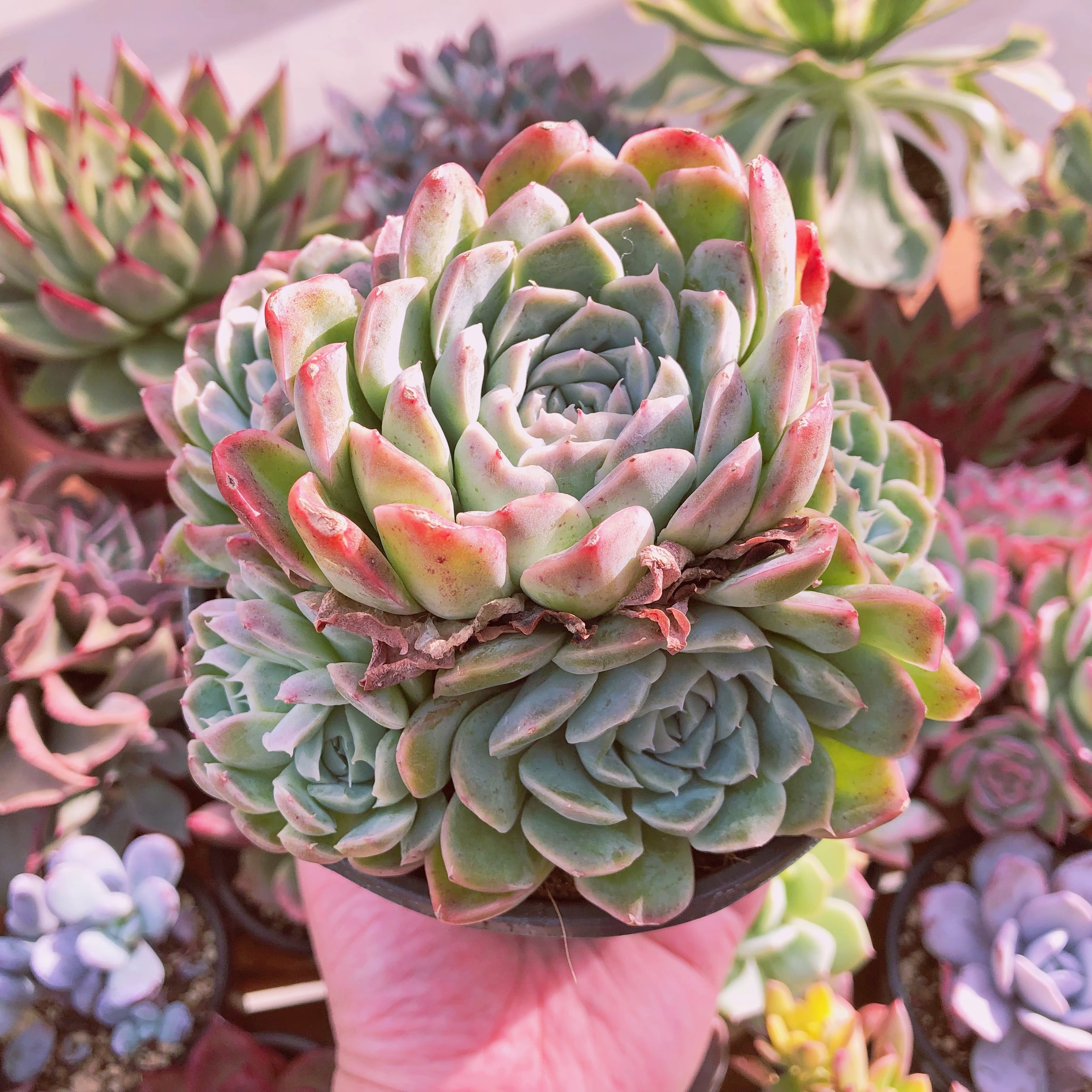 多肉植物　海神　特特大群生　4～6頭　12センチ鉢