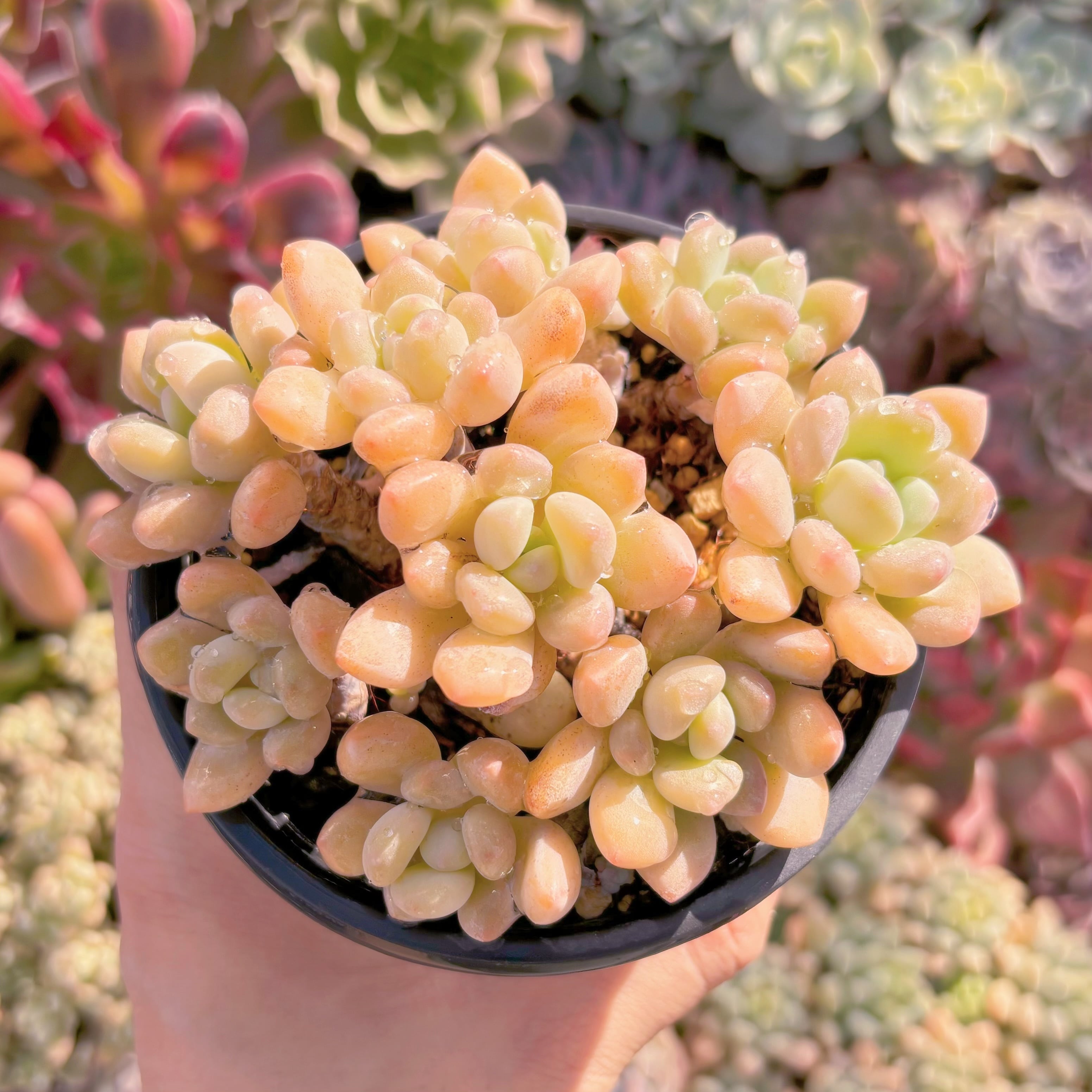 現品　ラブリーディア#731　新入荷　るる農園