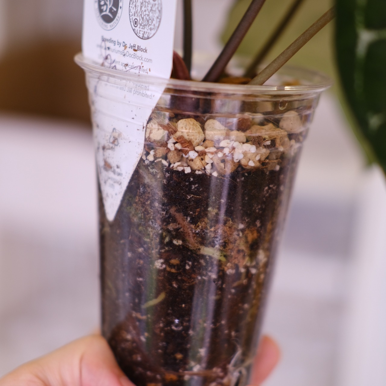 【正規タグ】Anthurium 'Michelle' by DOC BLOCK⑯ / アンスリウム・ミシェル│観葉植物