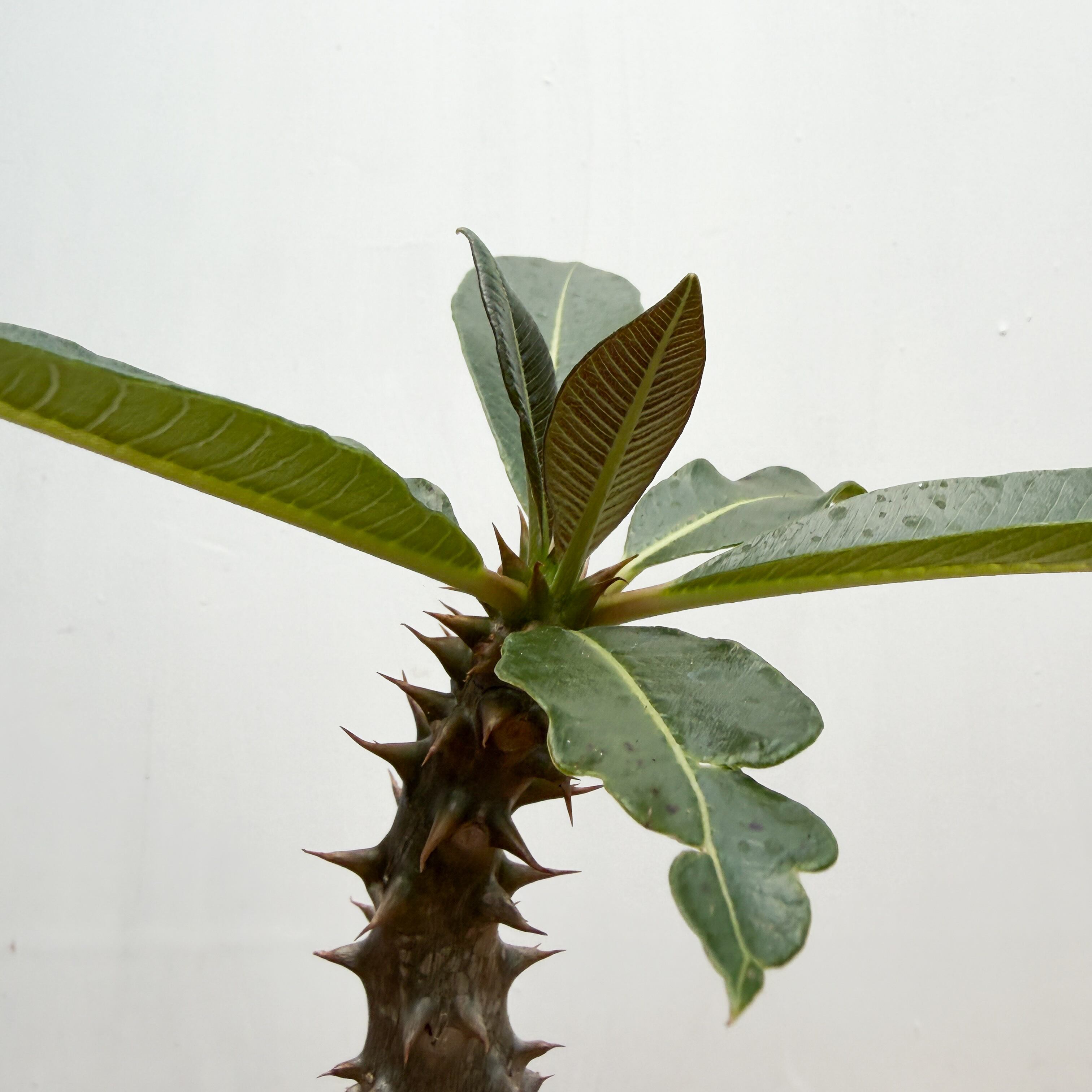 Pachypodium baronii【パキポディウム・バロニー・実生】 | RIMO'S