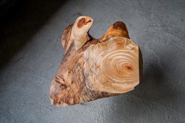 楠の輪切り 一枚板 コーヒーテーブル （高さ・カラー変更無料）