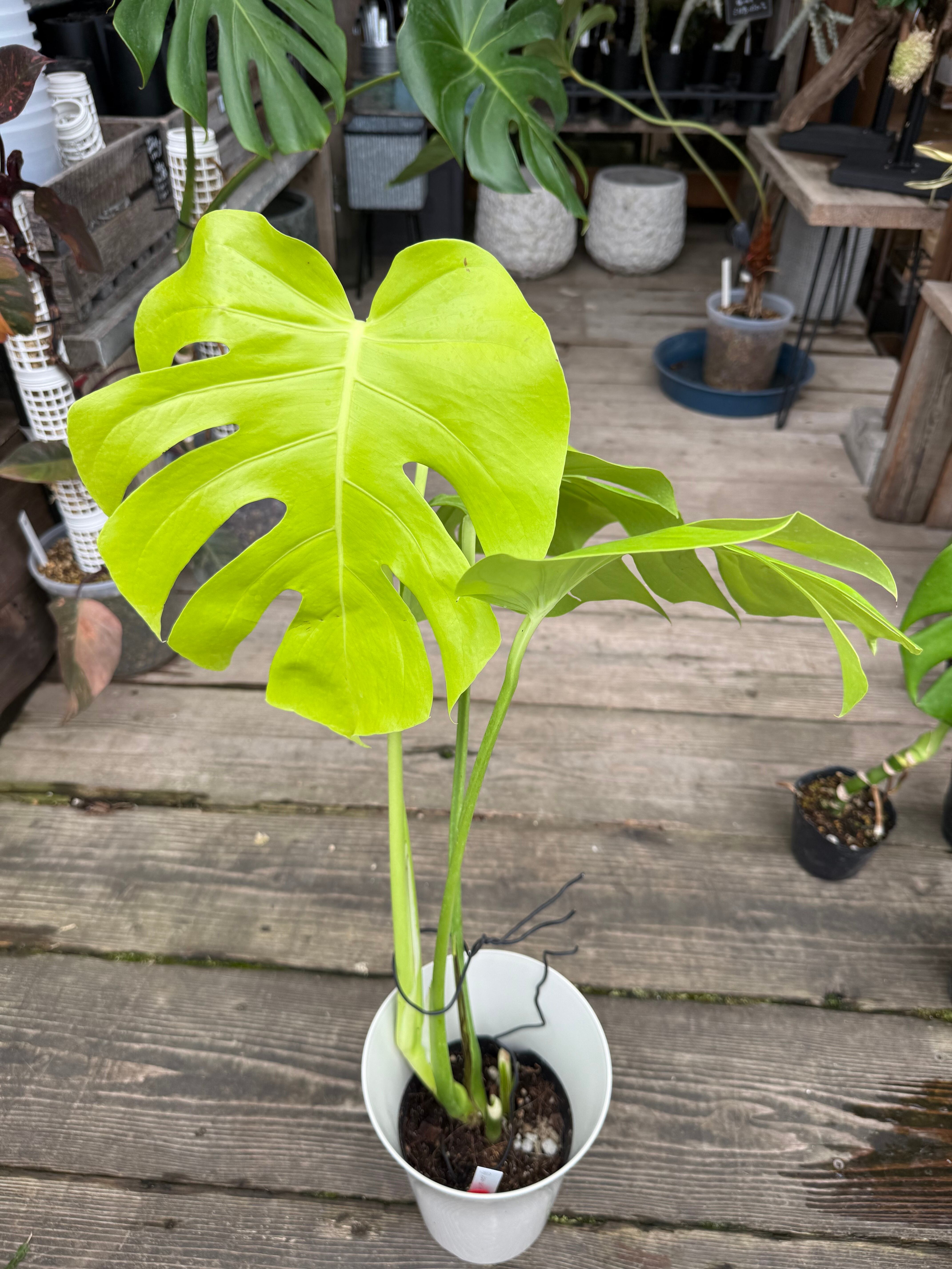 A モンステラ イエロームーン 6号鉢 | MIDORIYA 観葉植物専門店