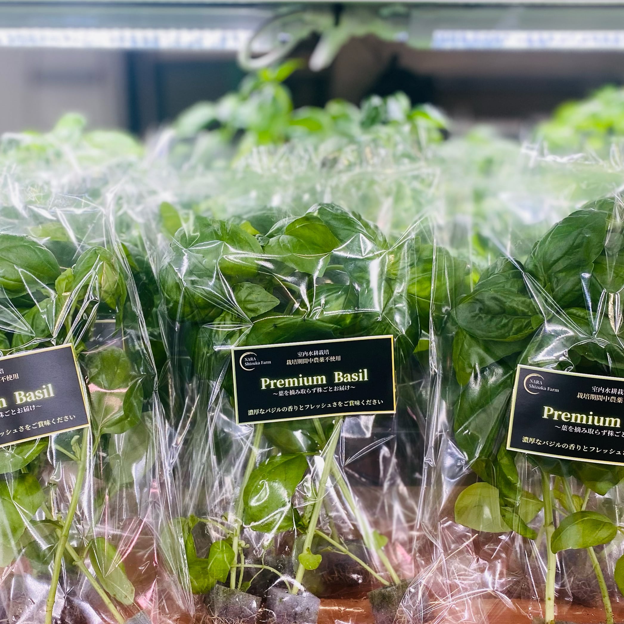 栽培期間中農薬不使用 】Basil 160g | NARA shizuka farm 静奈ファーム