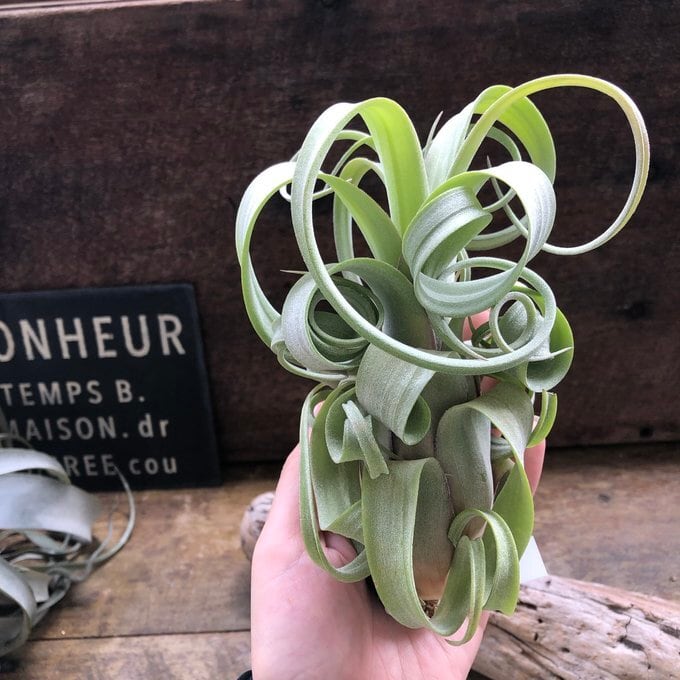 希少 交配種 カーリースリム チランドシア エアープランツ | 植物の店