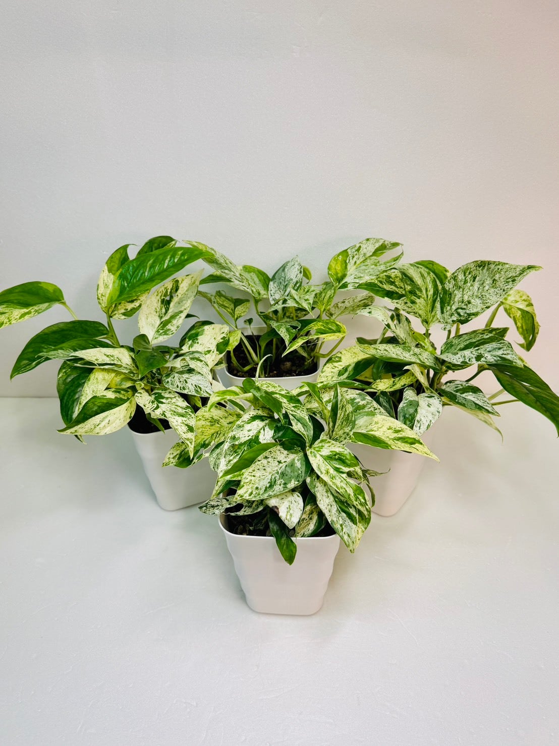 モンステラ・エスケレート 4号 | 観葉植物と雑貨のお店 VIVAGREEN