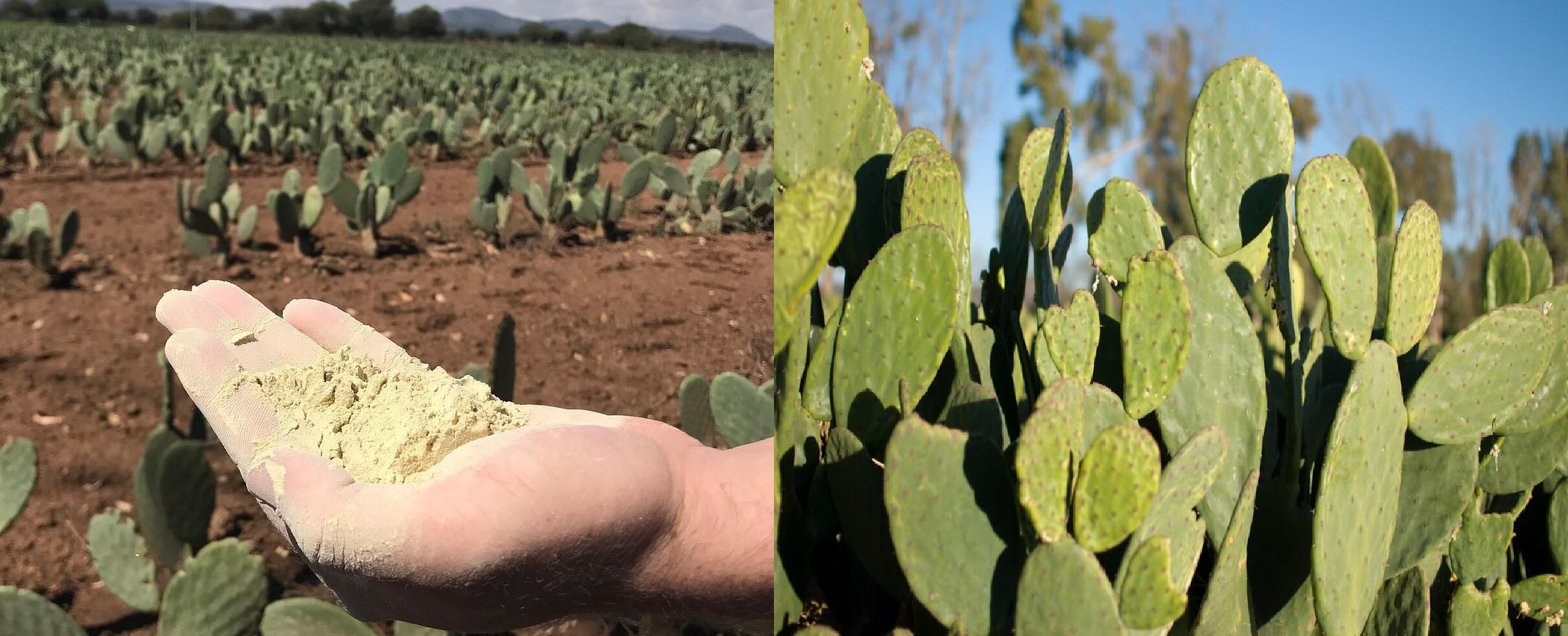 サボテンレザー ペンケース | サボテン・ドットコム