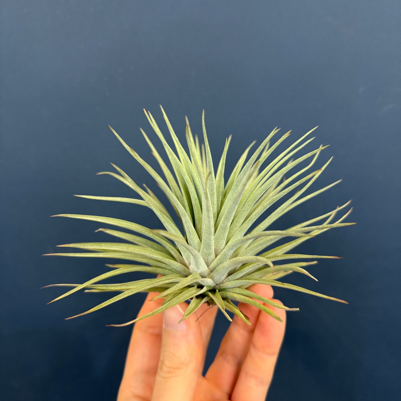 チランジア エスピノーサ【237】