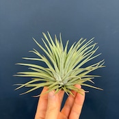 チランジア エスピノーサ【237】