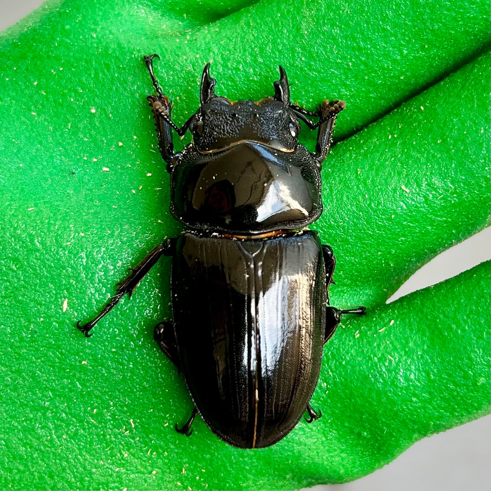 54.0mm】能勢SRオオクワガタ♀ No.A2411-05 | ayuのクワガタ