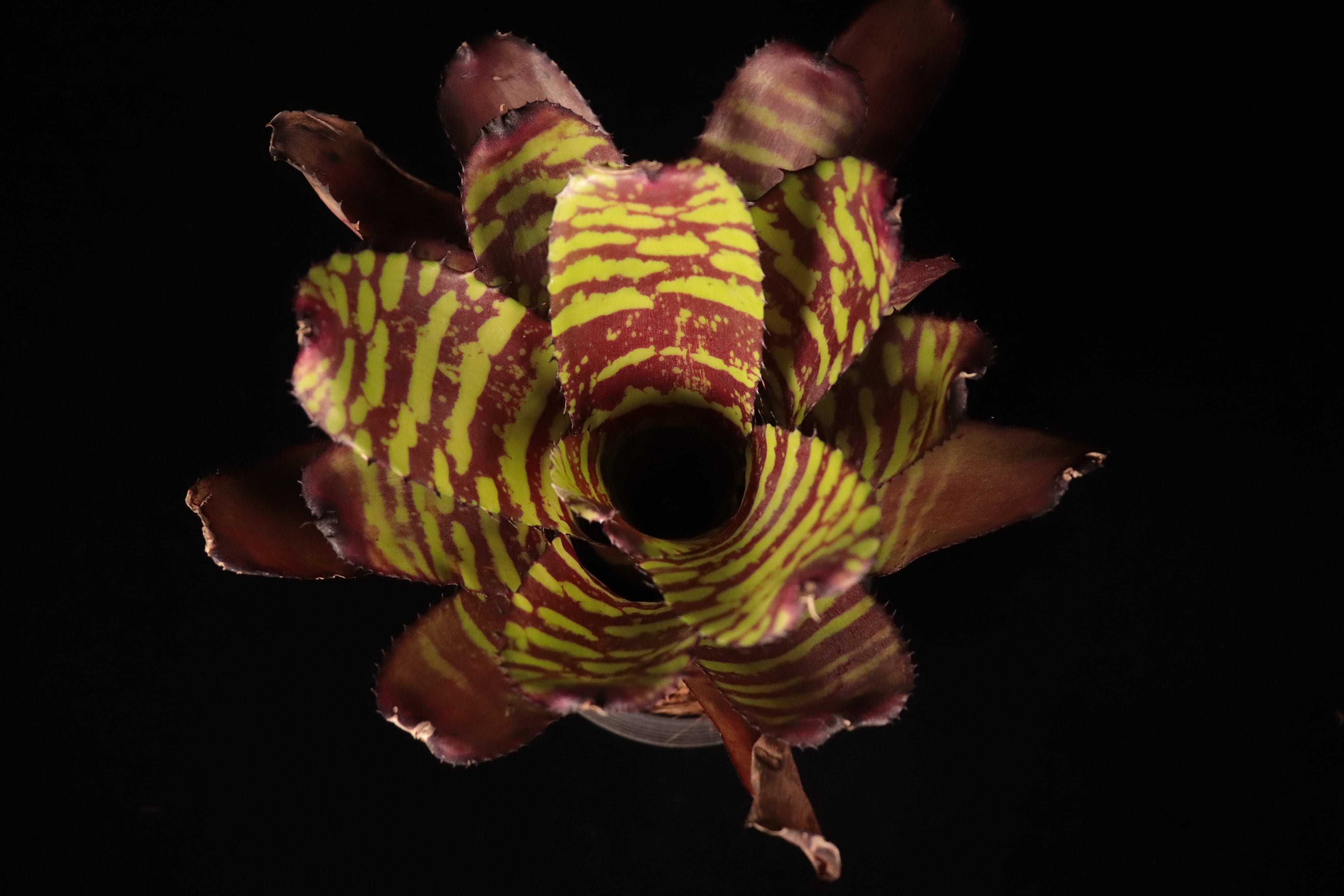 【激レア】Neoregelia Sunfire Pheasant 現品 Neoregelia 'Sunfire Pheasant'〔ネオレゲリア〕N735 | plane plants