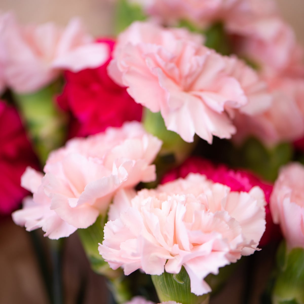 カーネーション 25本【可憐で華やか＆ボリューム感】☆フラワーロス