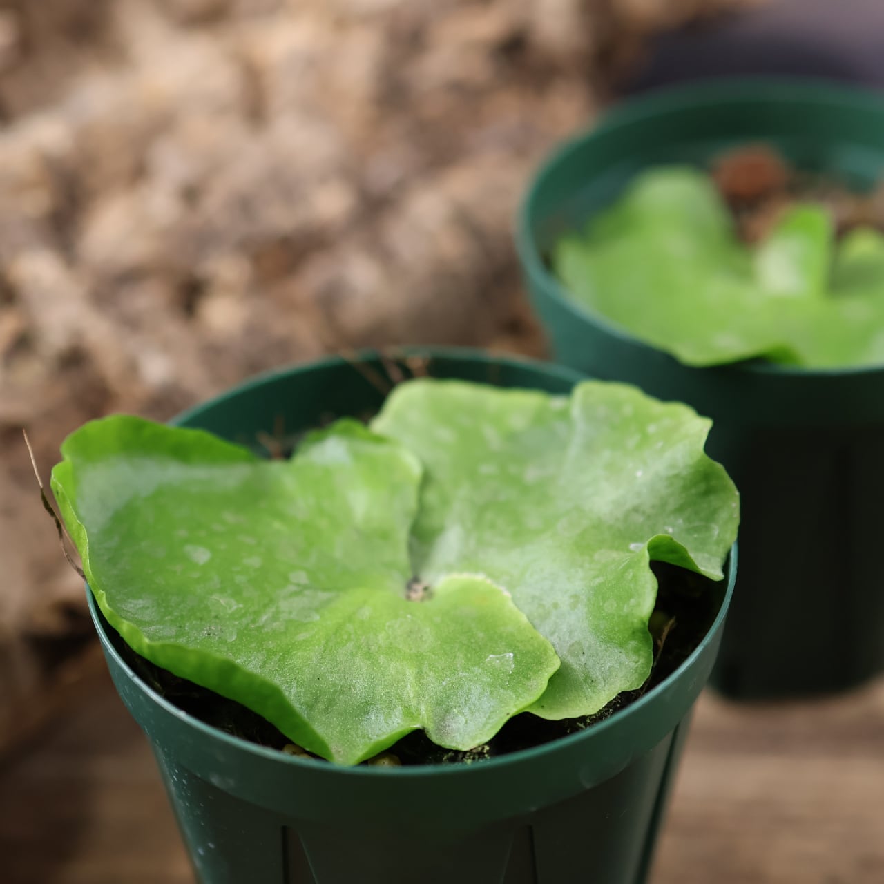 660『ビカクシダ コロナリウム』観葉植物【送料無料】 | MARX PLANTS