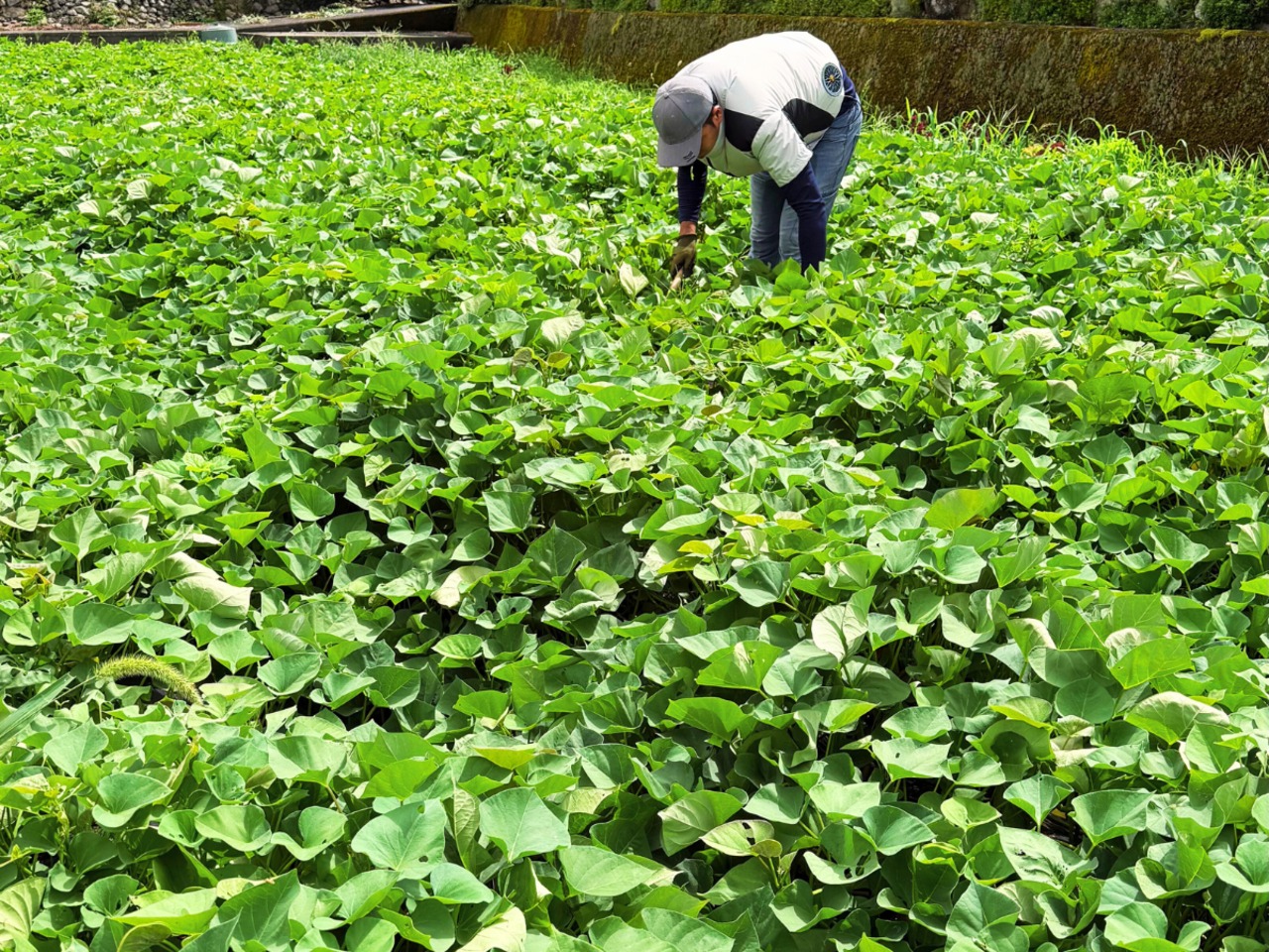 【お米の定期便専用】シルクスイートをちょっぴり食べたい!