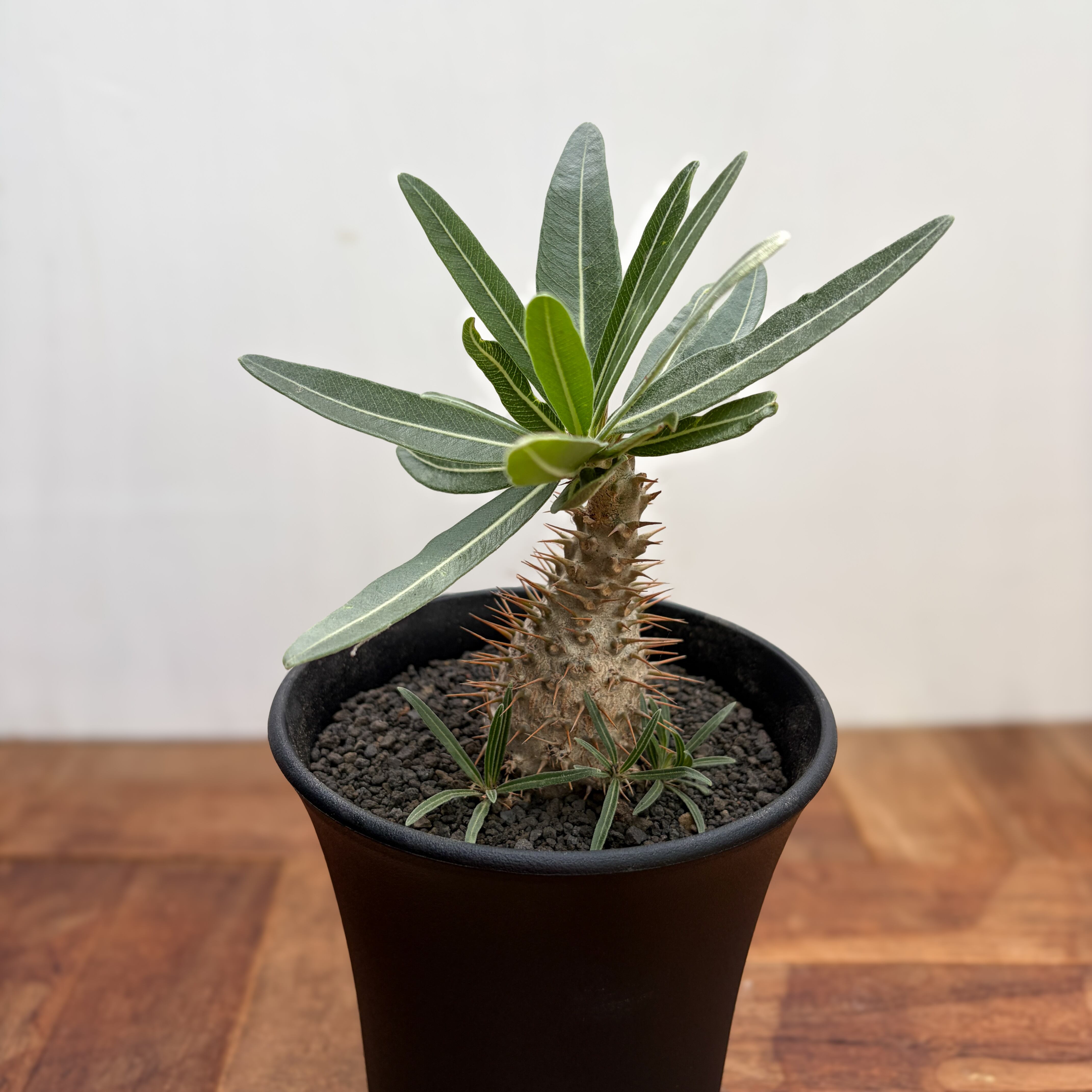 Pachypodium Gracilius【パキポディウム・グラキリス・実生】 | RIMO'S